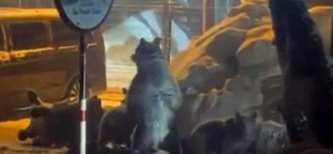 Uludağ'da ayı ailesi kamerada