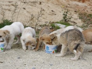 Bakan Çiftçi duyurdu! Toplanan sahipsiz sokak hayvanlarının oranı belli oldu...