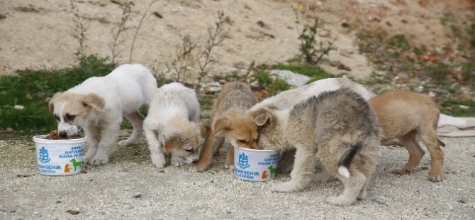 Bakan Çiftçi duyurdu! Toplanan sahipsiz sokak hayvanlarının oranı belli oldu...