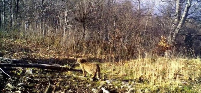Uludağ ormanlarının gizemli sakini yaban kedisi görüntülendi