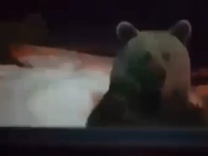 Bursa'da ayı kapıya kadar dayandı!