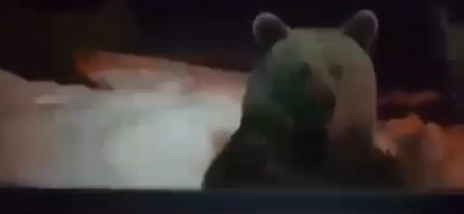 Bursa'da ayı kapıya kadar dayandı!