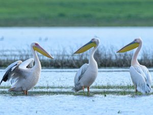 Göç yolundaki pelikan sürüsünün Bursa molası