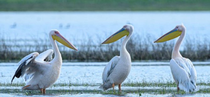 Göç yolundaki pelikan sürüsünün Bursa molası