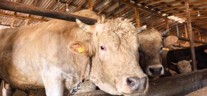 Tonluk 'Paşa' 500 bin lira