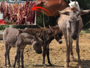 Vatandaşa at ve eşek eti yedirdiler! Bakanlık tek tek ifşa etti