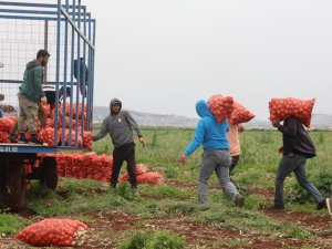 Türkiye'nin Suriye sınırında soğan hasadı