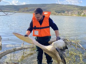 Bursa'da mahsur kalan pelikan böyle kurtarıldı
