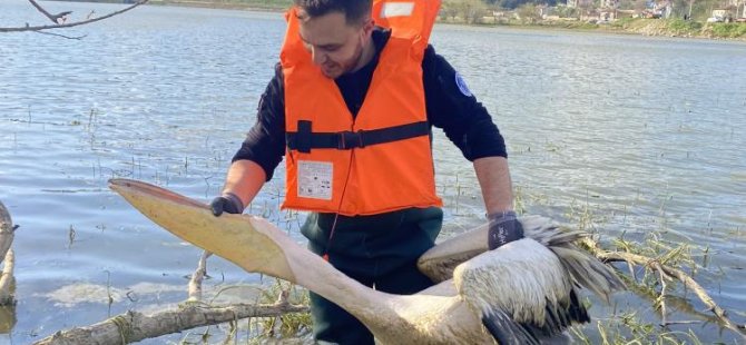 Bursa'da mahsur kalan pelikan böyle kurtarıldı