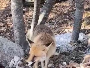 Bursa'da ilginç görüntüler! Aç kalan tilkiler insanların yanına geldi