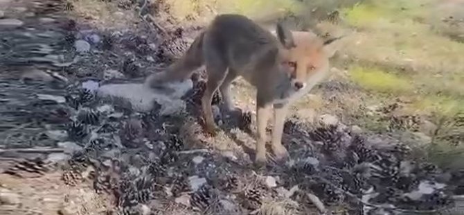 Bursa'da ilginç görüntüler! Aç kalan tilkiler insanların yanına geldi