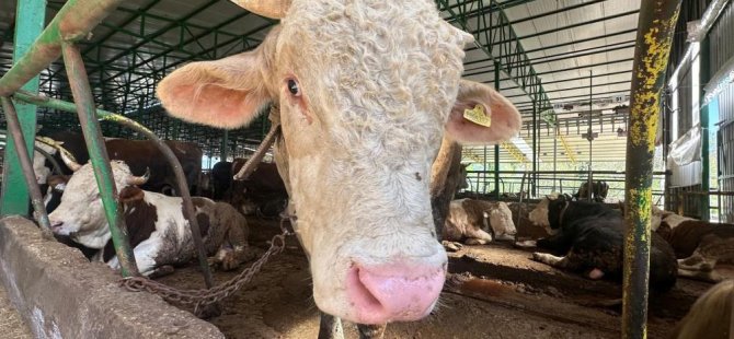 Bursa'da kurban hareketliliği! Tonluk boğaya 400 bin TL