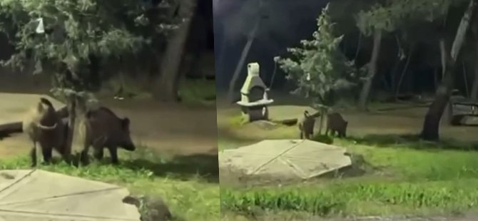 Bursa'da domuzlar piknik alanlarına indi