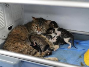 Bursa'da süt anne kedi, 3 yavruyu sahiplendi