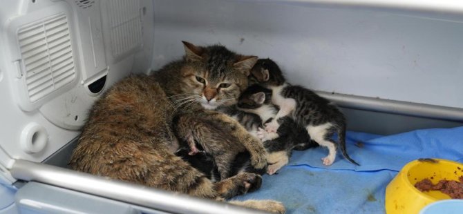 Bursa'da süt anne kedi, 3 yavruyu sahiplendi
