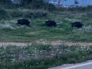 Bursa'da domuzlar kente indi