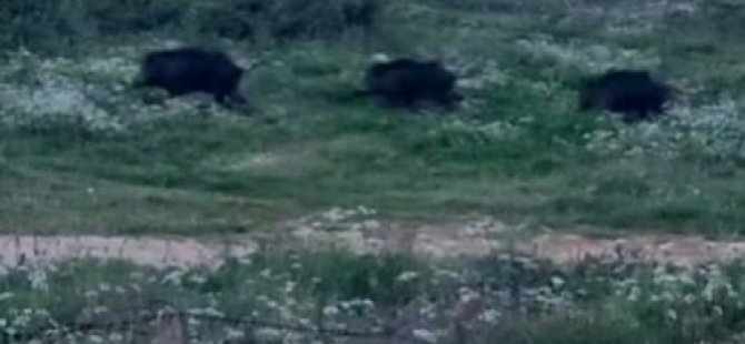 Bursa'da domuzlar kente indi