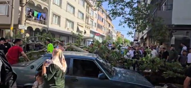 Bursa’da ağaç devrildi, 1 ağır yaralı