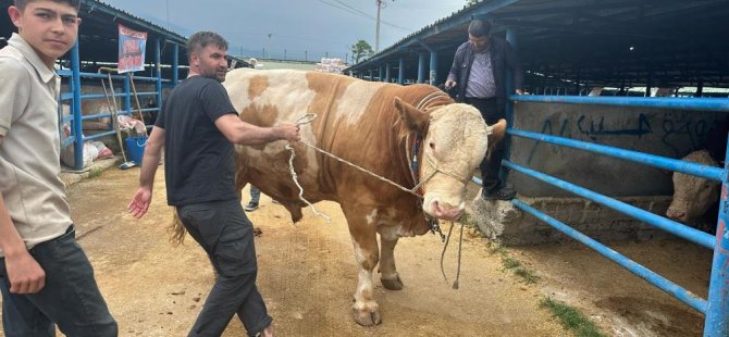 Bursa'da kurbanlık şampiyonu görücüye çıktı... Tam 1,2 ton