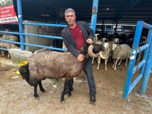 Bursa'daki kurbanlık pazarında hareketlilik başladı