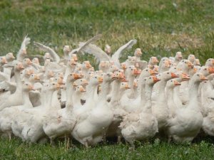 Yerli kazlar biyolojik silah oldu