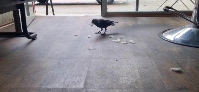 Bursa'da kuaföre dadanan karga, gündem oldu