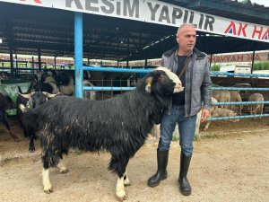 Bursa'da kurban pazarının şampiyon keçisi 47 bin liradan satıldı