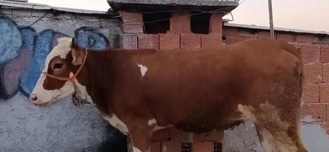 Bursa'da kesmek için büyükbaş hayvanı 6'ıncı kata çıkardı