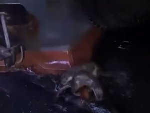 Su samurlarının balık keyfi kamerada