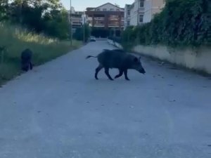 Bursa'da aç domuzlar yine şehre indi