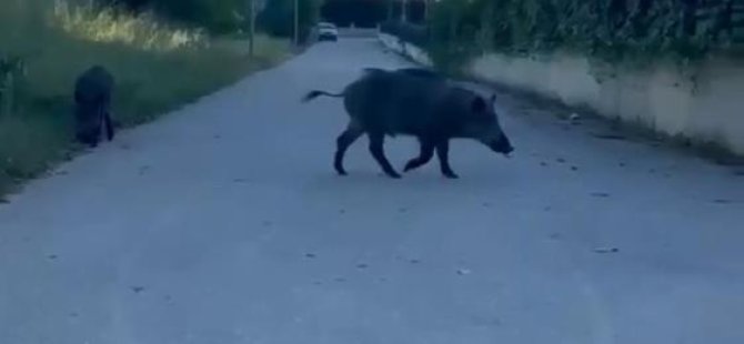 Bursa'da aç domuzlar yine şehre indi