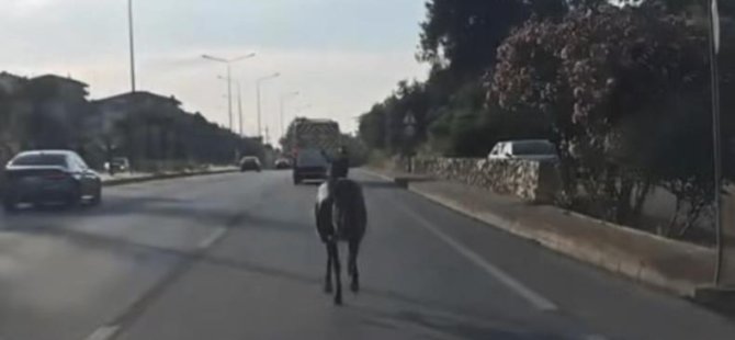 Bursa'da başıboş at trafiği tehlikeye attı