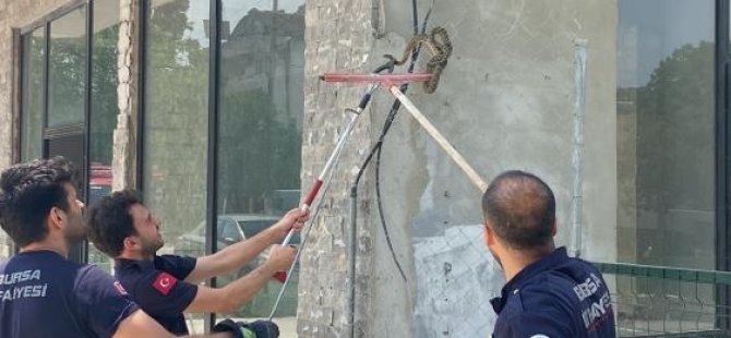 Bursa'da iş yerine giren yılan paniğe neden oldu