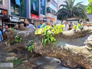 Bursa'da faciadan dönüldü! Asırlık çınar yola devrildi