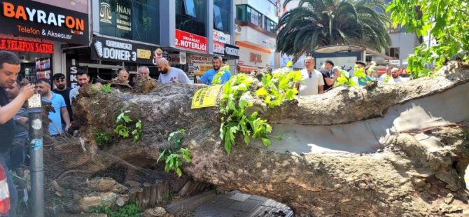 Bursa'da faciadan dönüldü! Asırlık çınar yola devrildi