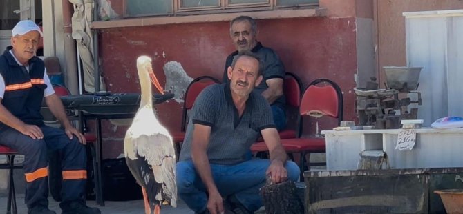 Bursa'da balıkçı ile leyleğin 10 yıllık dostluğu