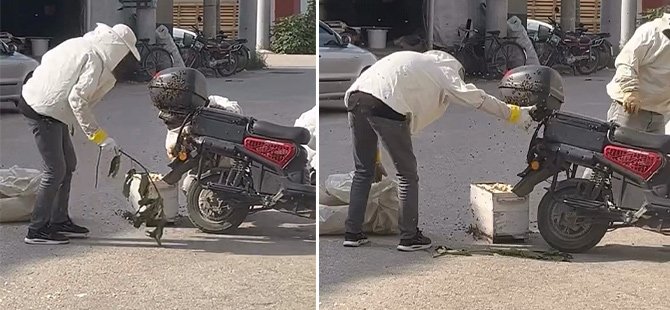 Bursa'da arılar motosiklette oğul verdi