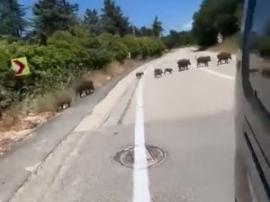 Bursa'da aç kalan domuz sürüsü şehre indi