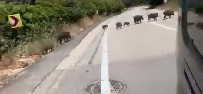 Bursa'da aç kalan domuz sürüsü şehre indi