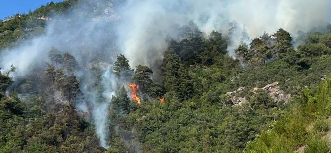 Bursa'daki orman yangınında 1 kişi gözaltına alındı