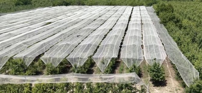 Bursa'da armut ve şeftaliyi doludan böyle koruyorlar