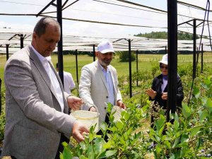 İznik'te maviyemiş hasadı başladı