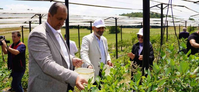 İznik'te maviyemiş hasadı başladı