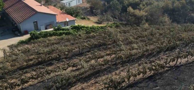 300 dönüm üzüm bağı ve tesis de küle döndü!