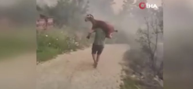 Kurtardığı keçiyi sırtında taşıdı