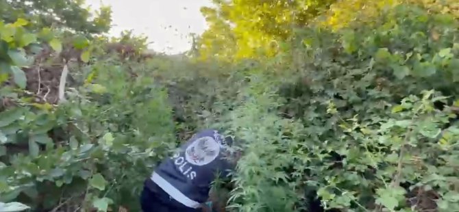 Ormana ektiği kenevir dron devriyesinde bulundu