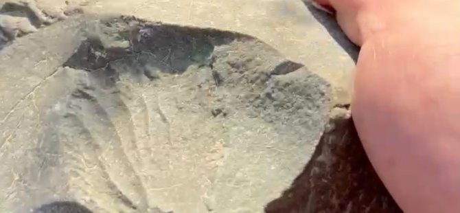 İznik'te 70 milyon yıllık fosil bulundu!
