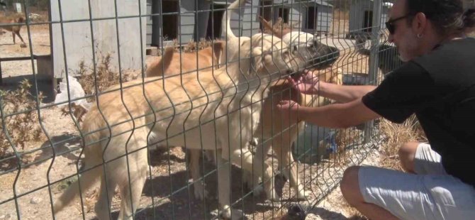 Birkaç köpekle başladı, bin 200 cana yuva oldu