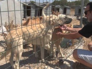 Birkaç köpekle başladı, bin 200 cana yuva oldu
