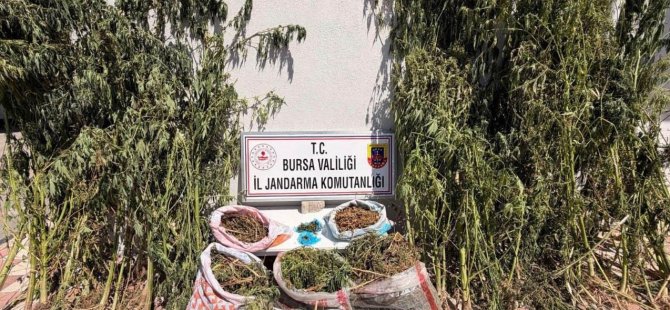 Bursa'da uyuşturucu operasyonu: 22 kilo esrar ele geçirildi